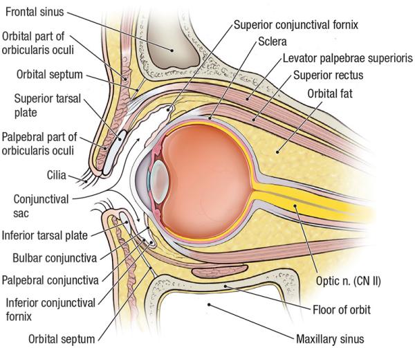 thumbs/Sagittal Section Orbit.jpeg.jpg